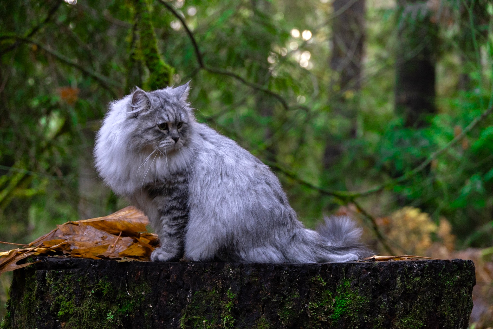 Boris the Black Smoke Siberian king cat, 4 years old